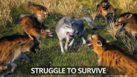 狼族崛起2025 第4张图